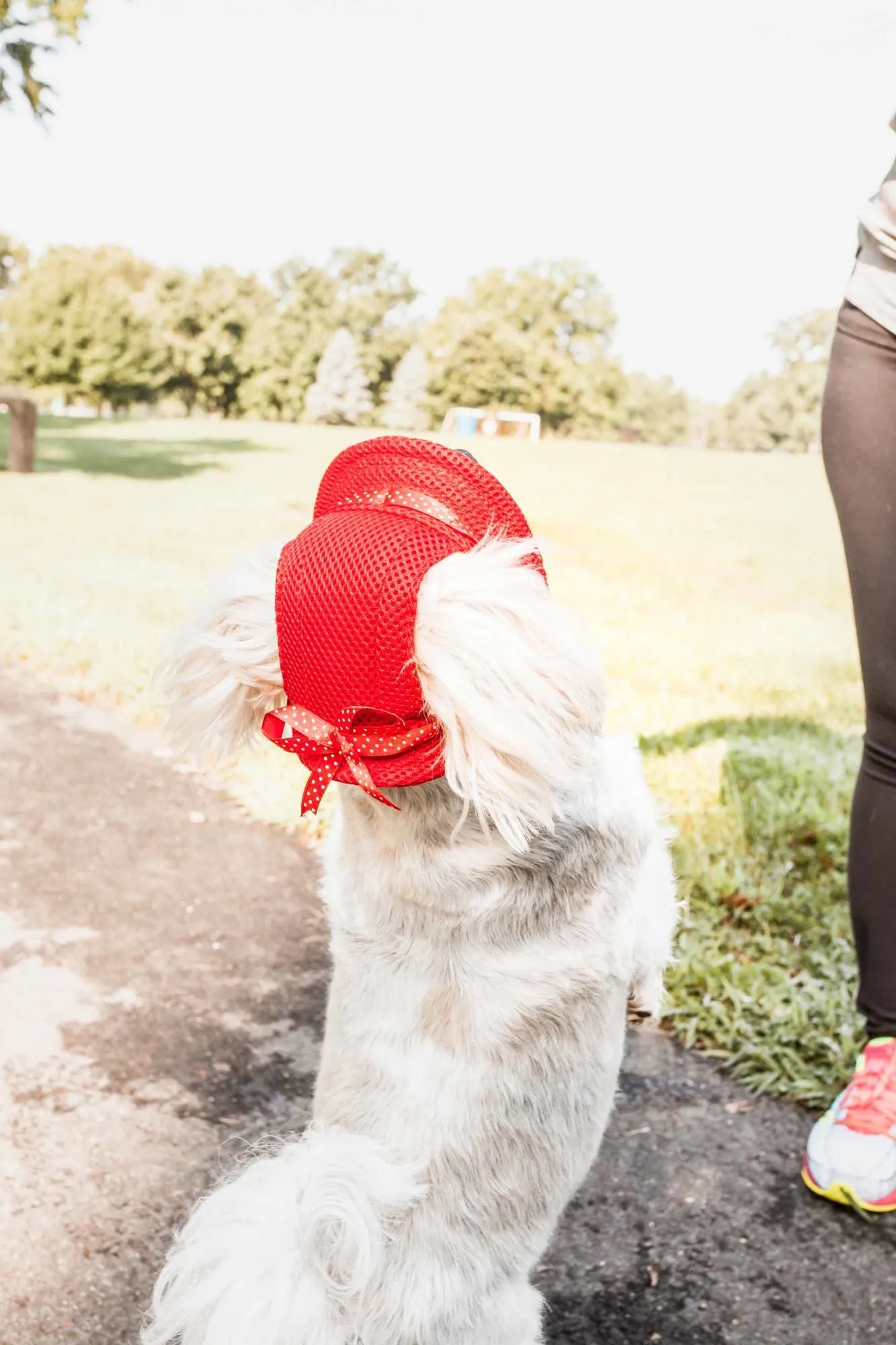 Pet Life Uv Protecting Adjustable Dog Hat