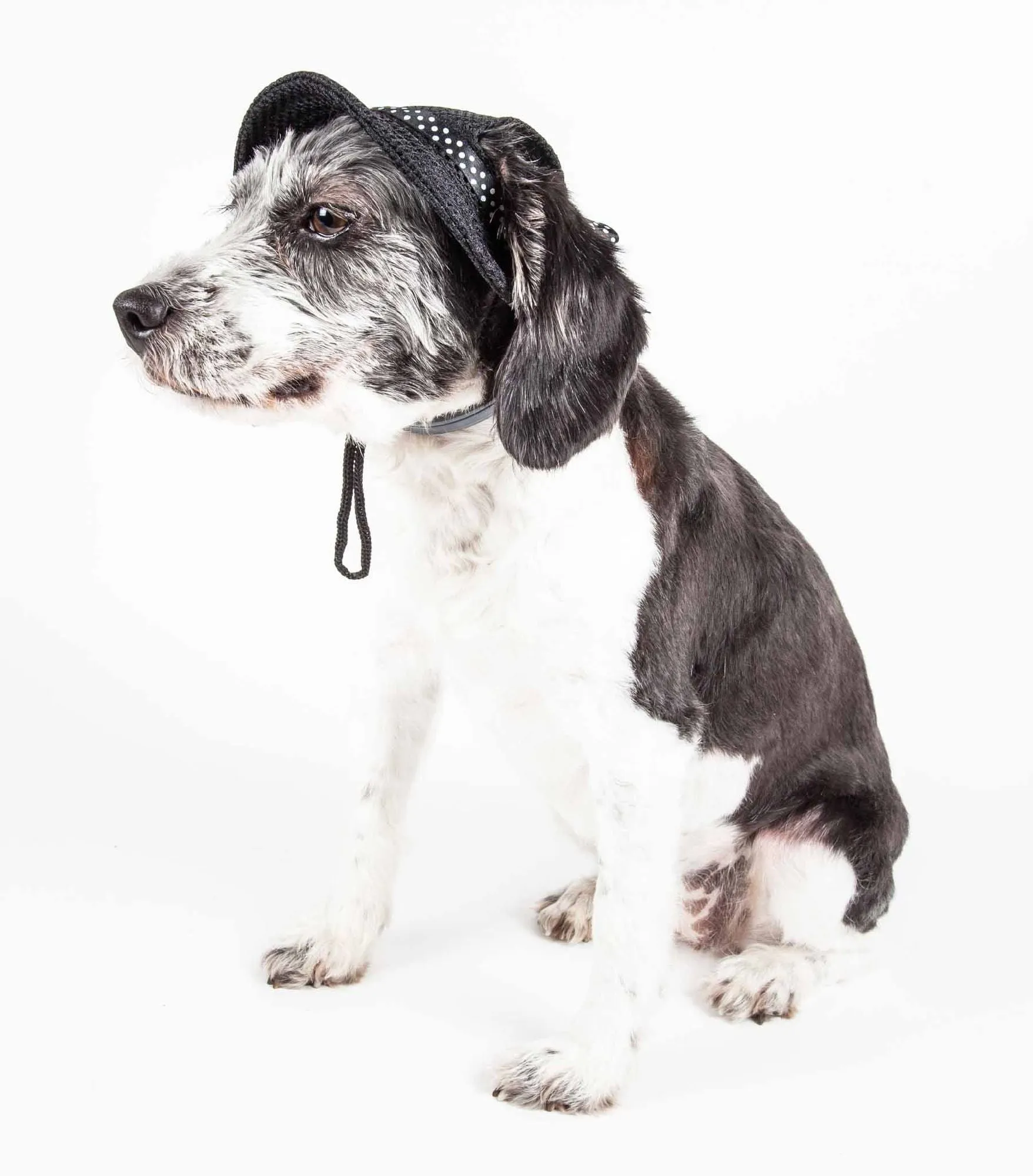 Pet Life Uv Protecting Adjustable Dog Hat